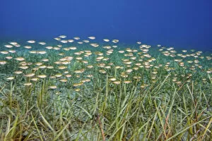 A school of Siganids (Siganus rivulatus) fish swimming over meadow of little Neptune