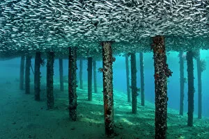 Bony Fish Collection: School of Silversides (Atherinomorus lacunosus) mass below a jetty, creating a false