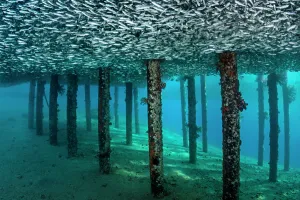 Middle East Prints: School of Silversides (Atherinomorus lacunosus) mass below a jetty, creating a false