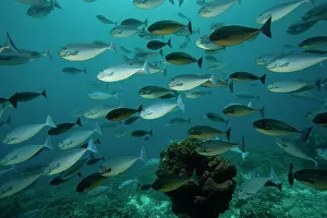 Acanthuridae Prints: School of Sleek unicornfish (Naso hexacanthus) swimming over a coral reef
