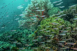Sarcophyton Prints: School of Slender fusiliers (Gymnocaesio gymnoptera) swimming over coral reef with Sea fan (Melithaea sp)