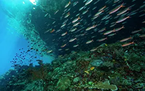 Caesionidae Prints: School of Slender fusiliers (Gymnocaesio gymnoptera) swimming over reef in shallow water