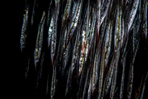 School Prints: School of Speckled shrimpfish (Aeoliscus punctatus) at night