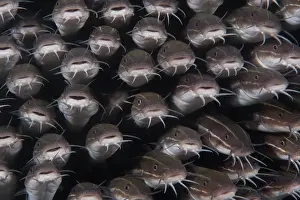 School Prints: School of Striped catfish (Plotosus lineatus) packed tightly together for protection