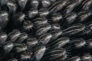 School Prints: School of Striped catfish (Plotosus lineatus) packed tightly together for protection