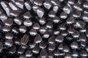 School Prints: School of Striped catfish (Plotosus lineatus) packed tightly together for protection