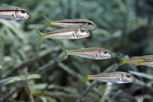 A school of striped red mullet or surmullet (Mullus surmuletus) swim over seagrass meadow
