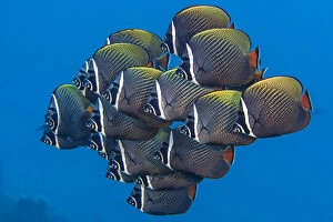 School of White collar butterflyfish (Chaetodon collare) pack together above a coral reef