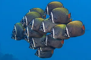Maldive Islands Prints: School of White collar butterflyfish (Chaetodon collare) pack together above a coral reef