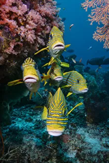 Images Dated 18th January 2022: School of Yellow-ribbon sweetlips (Plectorhinchus polytaenia) swimming with the current