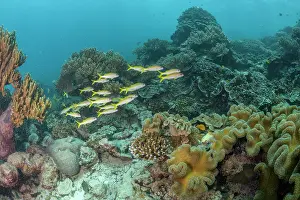 New Ireland Prints: School of Yellowfin goatfish (Mulloidichthys vanicolensis) swimming over a coral reef near Nasuum Island