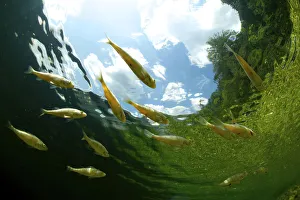 Unusual Angle Prints: School of young European perch (Perca fluviatilis) in Altausseer lake, Austria, July