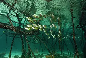 Coastal Wetland Prints: Schooling Banded archerfish (Toxotes jaculatrix) swimming among mangrove roots