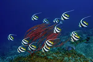 School Prints: Schooling Bannerfish (Heniochus diphreutes) swimming past Red whip coral (Ellisella sp)