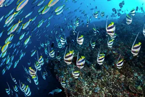 Maldive Islands Prints: Schooling bannerfish (Heniochus diphreutes) and Yellowback fusiliers (Caesio xanthonota)
