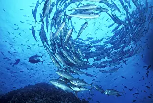 School Prints: Schooling Bigeye jacks (Caranx sexfasciatus)