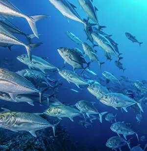 School Prints: Schooling Bigeye jacks (Caranx sexfasciatus), Cocos Island, Costa Rica, Pacific Ocean