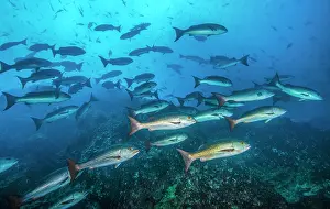 School Prints: Schooling Golden snappers (Lutjanus inermis) in reddish-brown phase