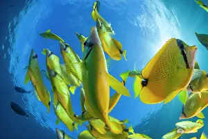 Endemic Prints: Schooling Milletseed butterflyfish (Chaetodon miliaris), Hawaii, Pacific Ocean