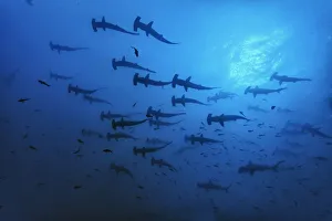 Schooling Scalloped hammerhead sharks (Sphyrna lewini) Cocos Island National Park