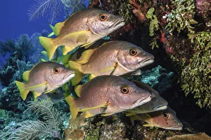 2018 August Highlights Collection: Schoolmaster snapper (Lutjanus apodus) school in the reef, Little Cayman island, Cayman Islands