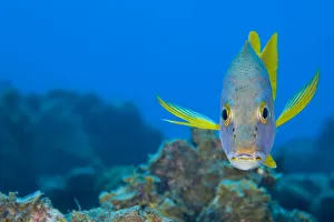 Schoolmaster snapper (Lutjanus apodus) above a coral reef, Georgetown, Grand Cayman Schoolmaster snapper (Lutjanus apodus) above a coral reef, Georgetown, Grand Cayman