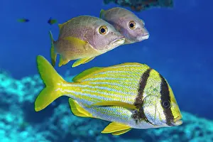 Snapper Prints: Two Schoolmaster snappers (Lutjanus apodus) swimming above a Porkfish (Anisotremus virginicus) on a coral reef