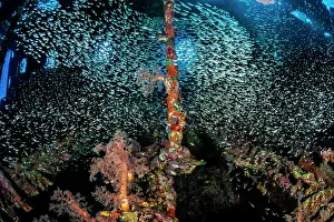 School Prints: Schools of Glassfish (Parapriacanthus sp)