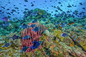 Schools of Redtooth triggerfish (Odonus niger) feeding on plankton over coral reef, Ambon, Indonesia, Pacific Ocean