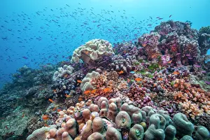 Fiji Prints: Schools of reef fish congregating at a coral bommie covered in hard and soft corals