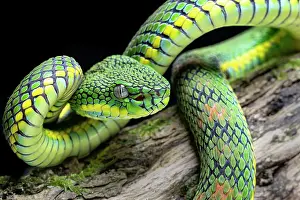 Animal Markings Prints: Schultze's pit viper (Trimeresurus schultzei) resting on branch