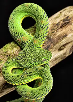 Animal Markings Prints: Schultze's pit viper (Trimeresurus schultzei) resting on branch