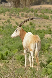 Images Dated 2nd February 2014: Scimitar-horned oryx (Oryx dammah) captive in enclosure of Souss Massa National Park, Morocco