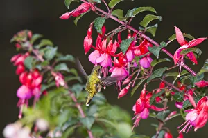 Flowers Prints: Scintillant Hummingbird (Selasphorus scintilla) female drinking on Fuchsia flower