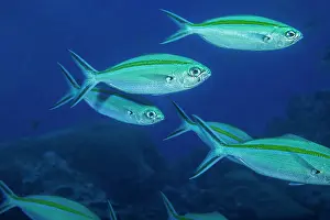 Scissortail fusilier (Caesio caerulaurea) swimming in shoal over reef, Yap, Federated States of Micronesia, Pacific Ocean