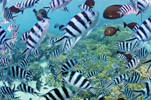 School Prints: Scissortail sergeant (Abudefduf sexfasciatus) shoal schooling over the reef