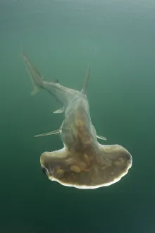 Vulnerable Collection: Scoophead shark (Sphyrna media), released specimen. Isla Chepillo, Rio Bayano, Panama