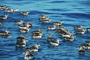 Shearwater Prints: Scopoli's shearwaters (Calonectris diomedea) flock on water