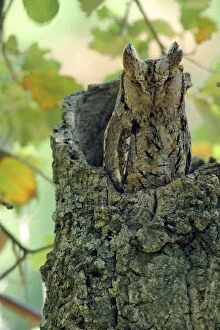 Images Dated 26th June 2008: Scops owl (Otus scops) in tree stump, Sierra de Grazalema Natural Park, southern Spain, June