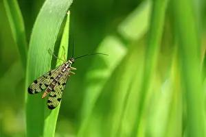 Cornwall Prints: Scorpion fly (Panorpa sp.) female, resting on grass, Broxwater, Cornwall, England, UK. May