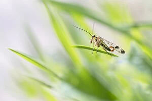 Scorpion fly (Panorpa sp.) male, basking in foliage. Peak District National Park