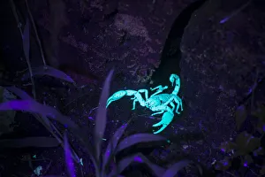 Incandescant Prints: Scorpion (Heterometrus sp) fluorescing in ultraviolet light at night on forest floor