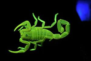 Incandescant Prints: Scorpion (Pandinus sp.) fluorescing under ultraviolet light