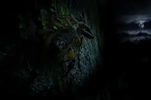 Scorpion (Scorpiones) active at night on tree trunk, Osa Peninsula, Pacific slope, Costa Rica