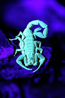 Incandescant Prints: Scorpion (Scorpiones) glowing under UV light