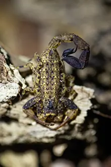 Camouflage Prints: Scorpion (Scorpiones) under normal light