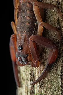 Scorpiones Prints: Scorpion (Tityus championi) resting on branch, portrait, Osa Peninsula, Costa Rica