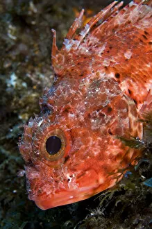 Images Dated 30th June 2009: Scorpionfish (Scorpaena maderensis) portrait, Pico, Azores, Portugal, June 2009