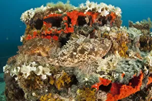 Two Scorpionfish (Scorpaena porcus) lying on artificial reef, Larvotto Marine Reserve