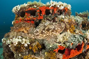 Scorpionfish Prints: Two Scorpionfish (Scorpaena porcus) lying on artificial reef, Larvotto Marine Reserve